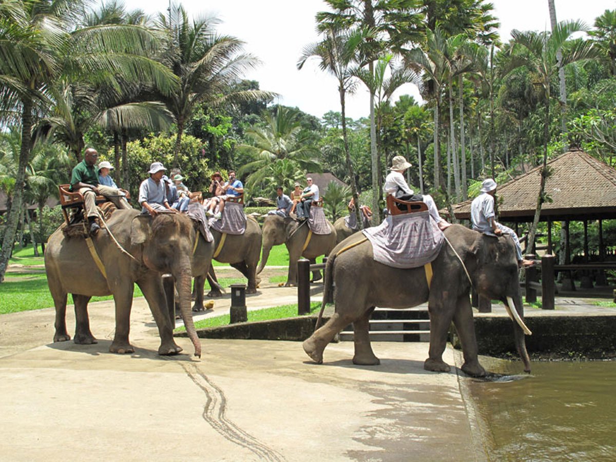 Mason Elephant Ride and Safari Park Taro, Mason Adventure