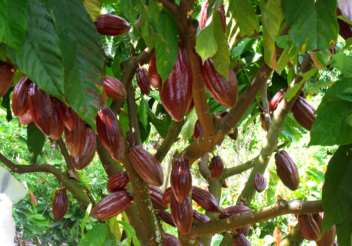 Cacao Plantation Luwak Coffee Plantations Bali Star Island Offers