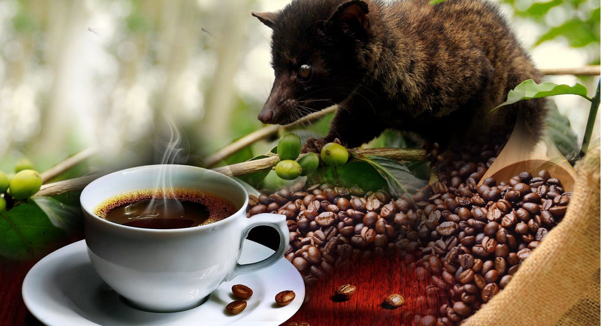 Image result for kopi luwak